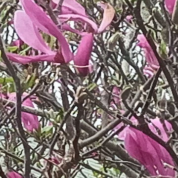Spring Magnolia Flowers Next Door To Keinzley Brewery Waverley