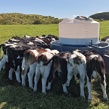 Waverley Farm Life Waipipi Road